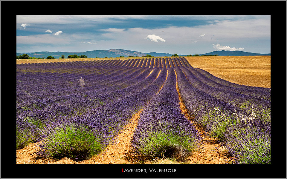 Lavender Valensole